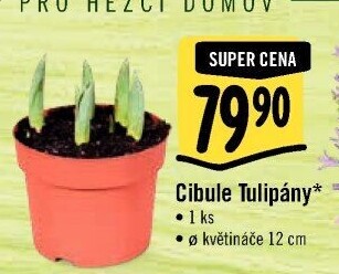 Cibulky květin - cibuloviny