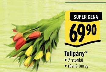 Řezané tulipány