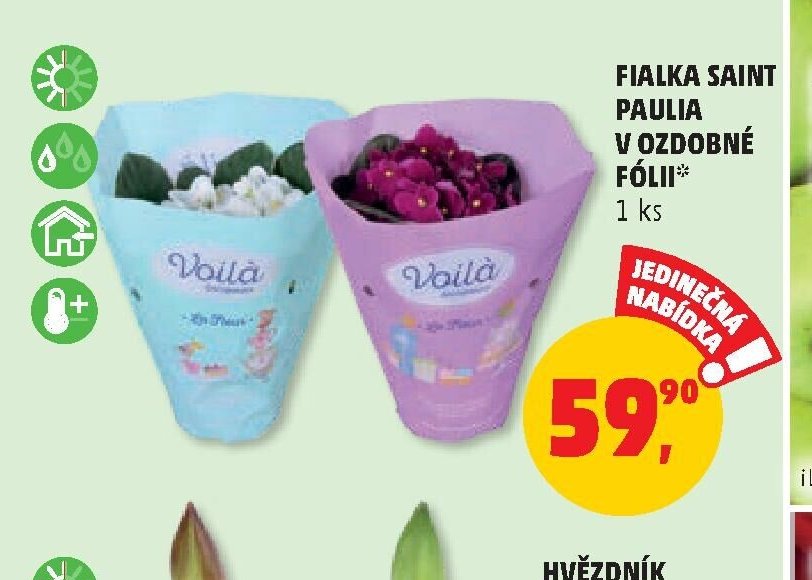 FIALKA SAINT PAULIA V OZDOBNÉ FÓLII