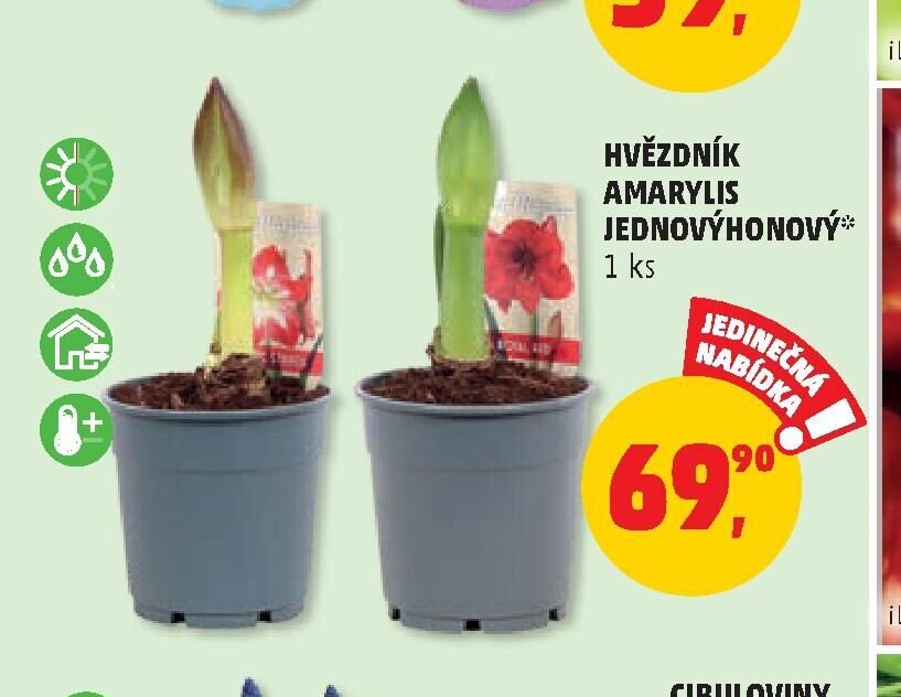 HVĚZDNÍK AMARYLIS JEDNOVÝHONOVÝ