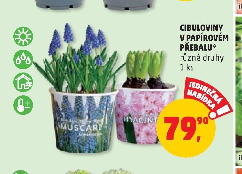 CIBULOVINY V PAPÍROVÉM PŘEBALU