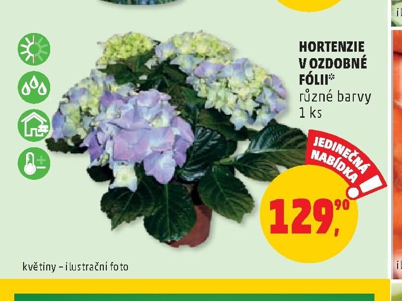 HORTENZIE V OZDOBNÉ FÓLII
