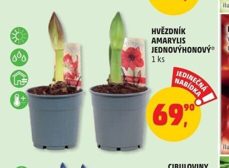 HVĚZDNÍK AMARYLIS JEDNOVÝHONOVÝ