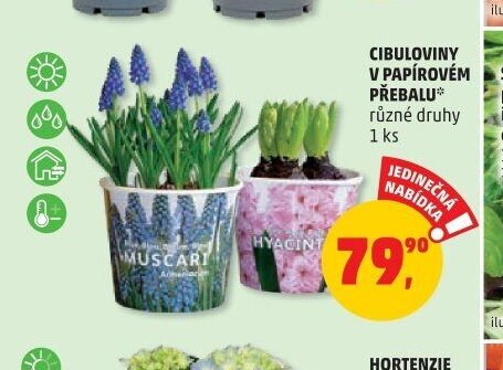 CIBULOVINY V PAPÍROVÉM PŘEBALU