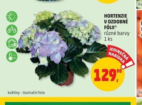 HORTENZIE V OZDOBNÉ FÓLII