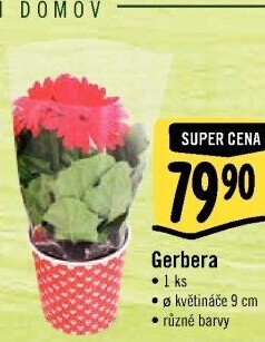 Gerbera