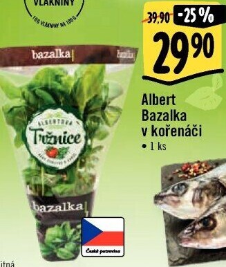 Bylinky v květináči Albert