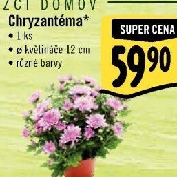 Chrysanthemum - Chryzantéma