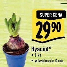 Hyacint
