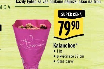 Kalanchoe - Kolopejka