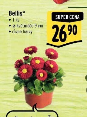 Sedmikráska - Bellis