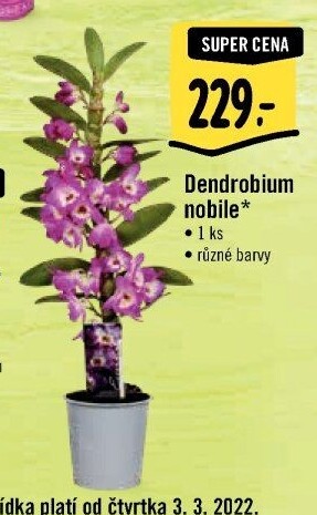 Stromobytec - Dendrobium nobile