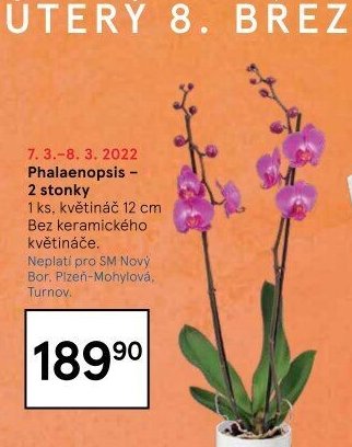 Phalaenopsis - 2 stonky