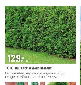 TÚJE (THUJA OCCIDENTALIS BRABANT)