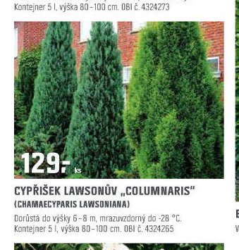 CYPŘIŠEK LAWSONŮV „COLUMNARIS“ (CHAMAECYPARIS LAWSONIANA)