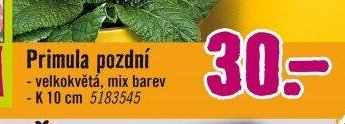 Primula pozdní - Hornbach akcniletaky.com