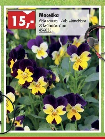 Maceška - UNI HOBBY akcniletaky.com