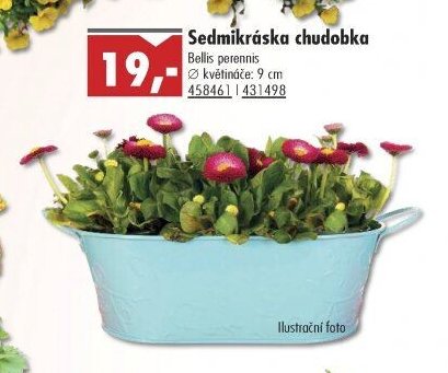 Sedmikráska chudobka - UNI HOBBY akcniletaky.com