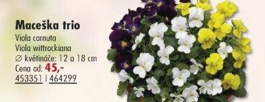 Maceška trio - UNI HOBBY akcniletaky.com
