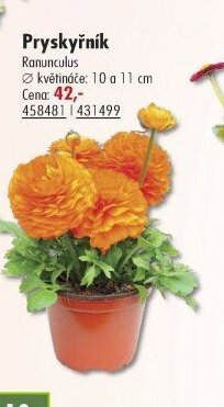 Pryskyřník - UNI HOBBY akcniletaky.com