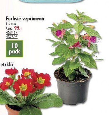 Fuchsie vzpřímená - UNI HOBBY akcniletaky.com