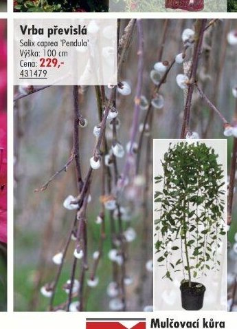 Vrba převislá - UNI HOBBY akcniletaky.com