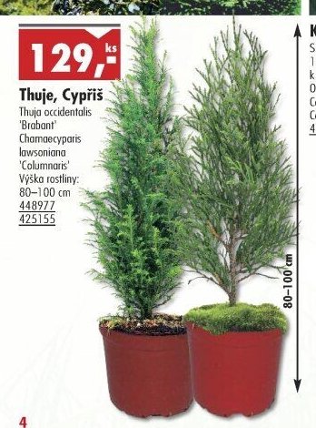 Thuje, Cypřiš - UNI HOBBY akcniletaky.com