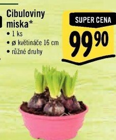 Cibulky květin - cibuloviny