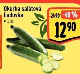 Okurka hadovka