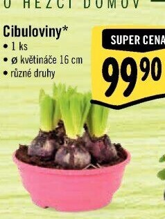 Cibulky květin - cibuloviny