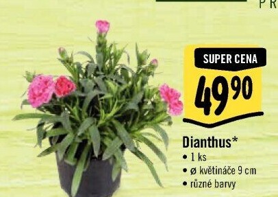 Dianthus - Hvozdík