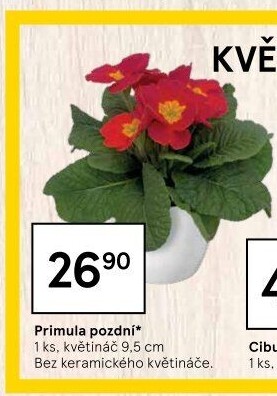 Primule - Petrklíč - Prvosenka