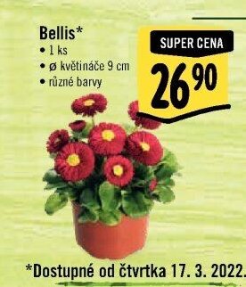 Bellis*