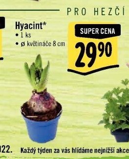 Hyacint*