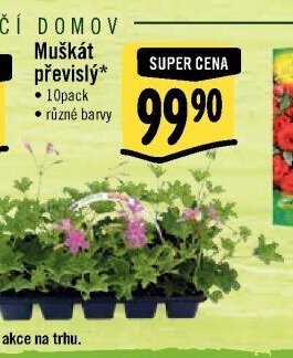 Muškát převislý*