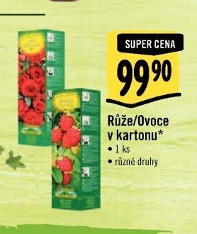 Růže/Ovoce v kartonu*