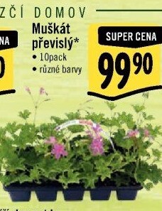 Muškáty / Pelargonie