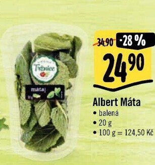 Máta čerstvá Albert