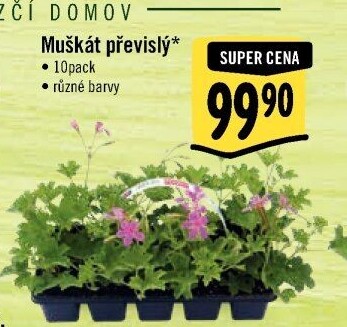 Muškáty / Pelargonie