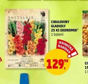 Cibuloviny gladioly 25 ks ekonomik