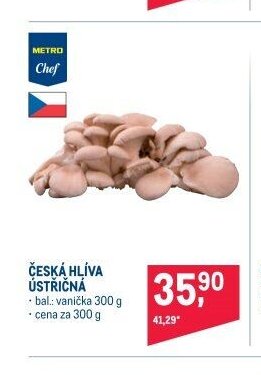 ČESKÁ HLÍVA ÚSTŘIČNÁ
