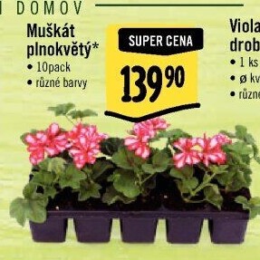 Muškáty / Pelargonie