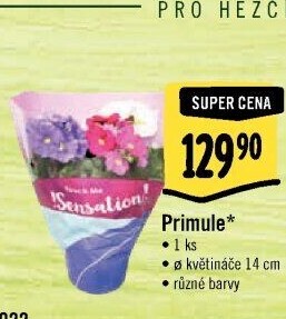 Primule - Petrklíč - Prvosenka