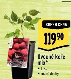 Sazenice ovocných keříků