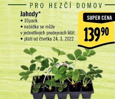 Jahodník - sazenice jahod