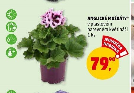 ANGLICKÉ MUŠKÁTY