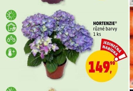 HORTENZIE
