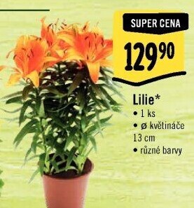 Lilie