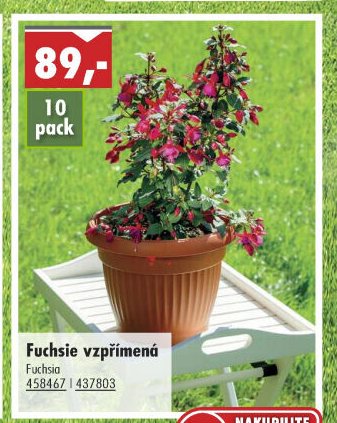 Fuchsie vzpřímená