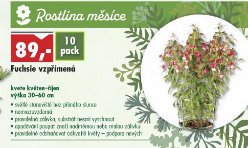 Fuchsie vzpřímená